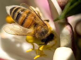Uważajmy na pszczoły