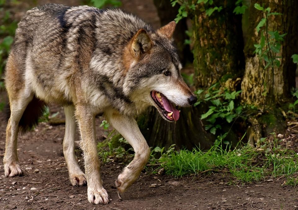 Władze Porąbki ostrzegają przed wilkami