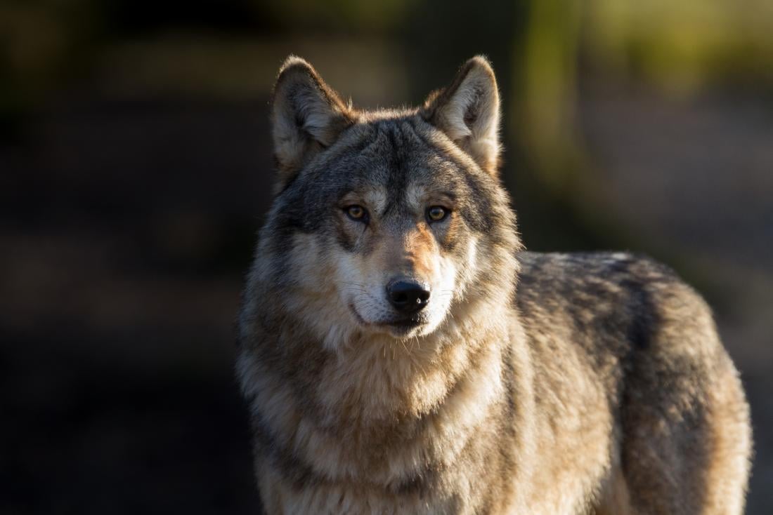 Gmina ostrzega: wilki podchodzą coraz bliżej