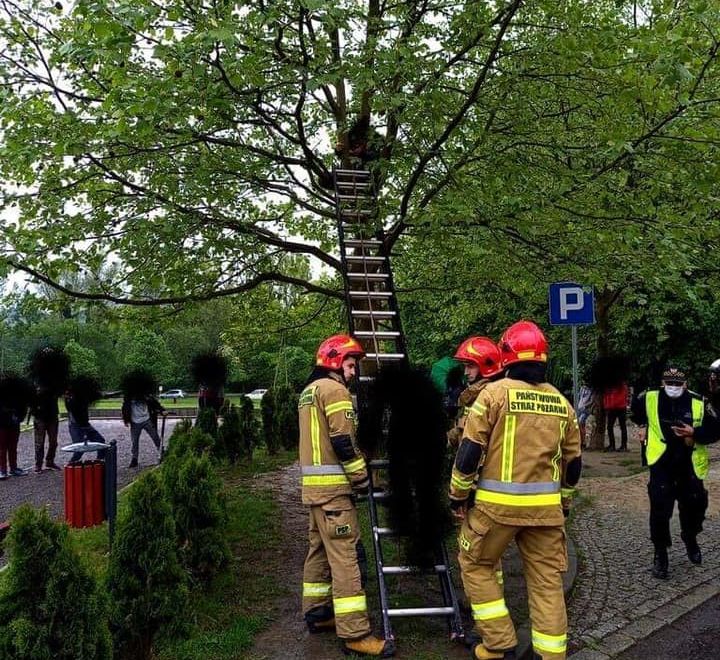 Strażacy ewakuowali chłopców z drzewa