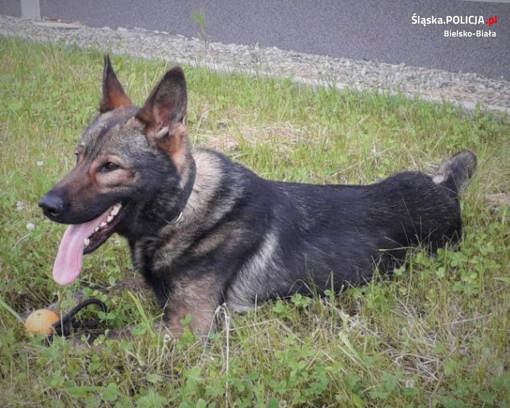 Policyjny pies wytropił zaginionego seniora z Bielska-Białej