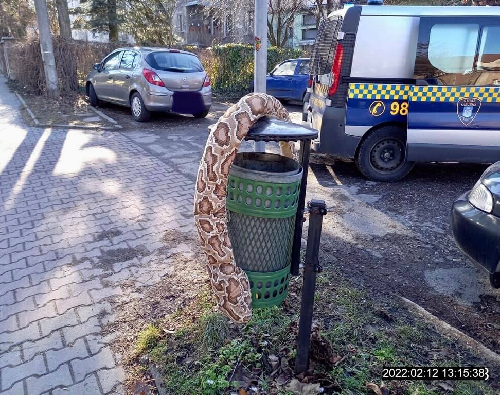 Wąż w koszu na śmieci! Interwencja Straży Miejskiej