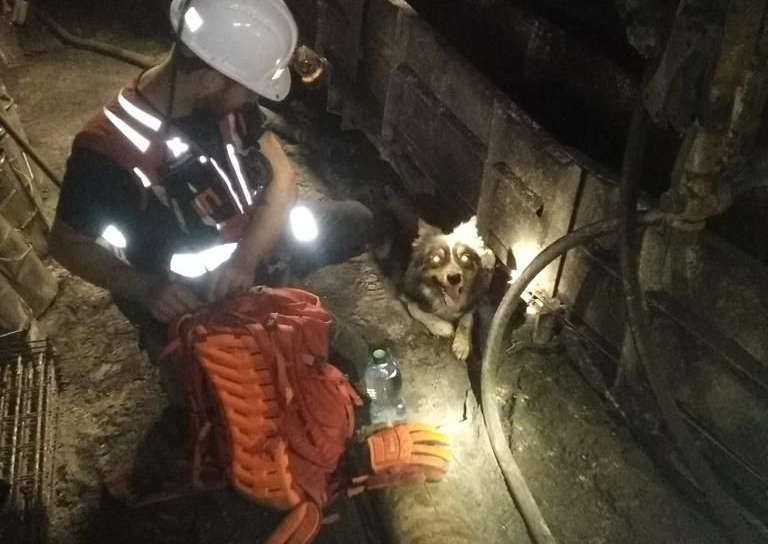Pies Oslo z GOPR Beskidy wskazał miejsca znajdowania się 2 poszukiwanych ciał górników